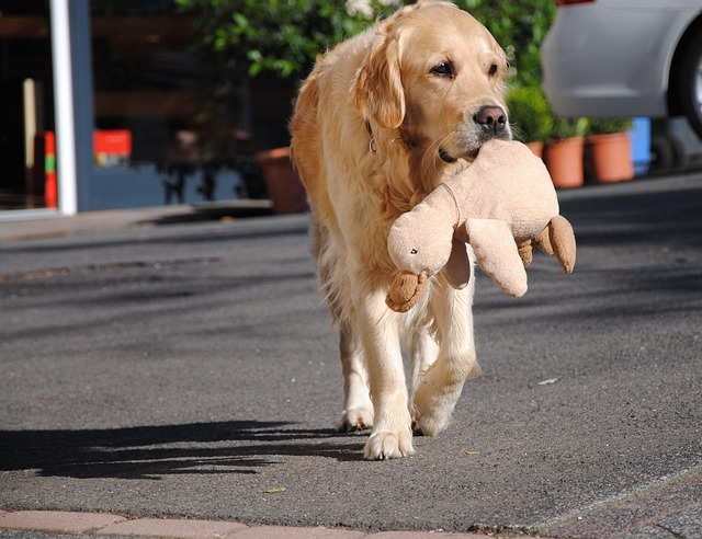 Person working at desk with a golden retriever dog resting nearby in a bright home office